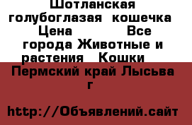 Шотланская голубоглазая  кошечка › Цена ­ 5 000 - Все города Животные и растения » Кошки   . Пермский край,Лысьва г.